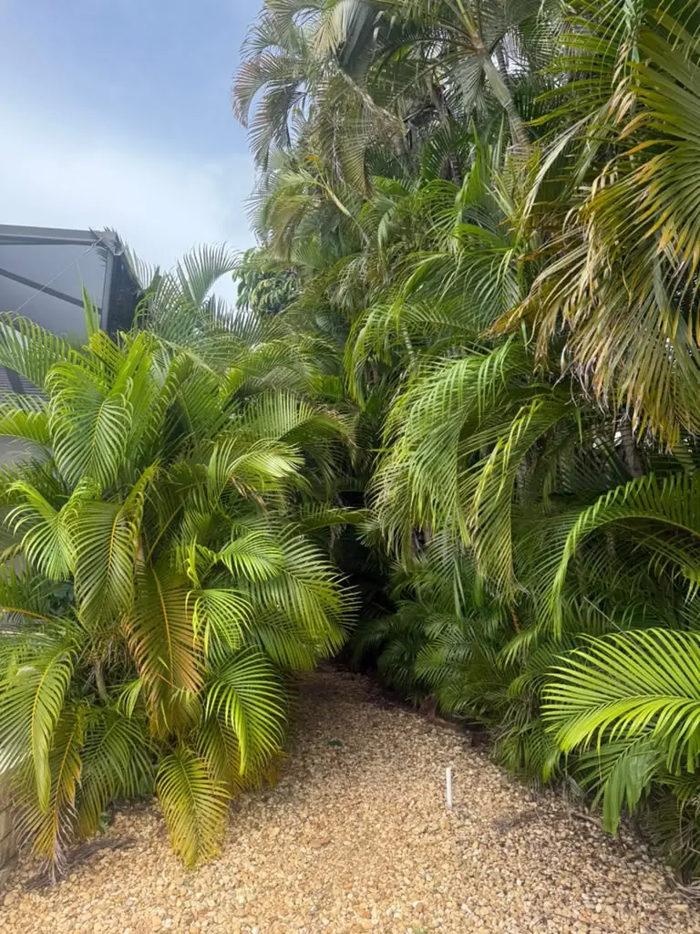 Areca palms in a landscaped yard