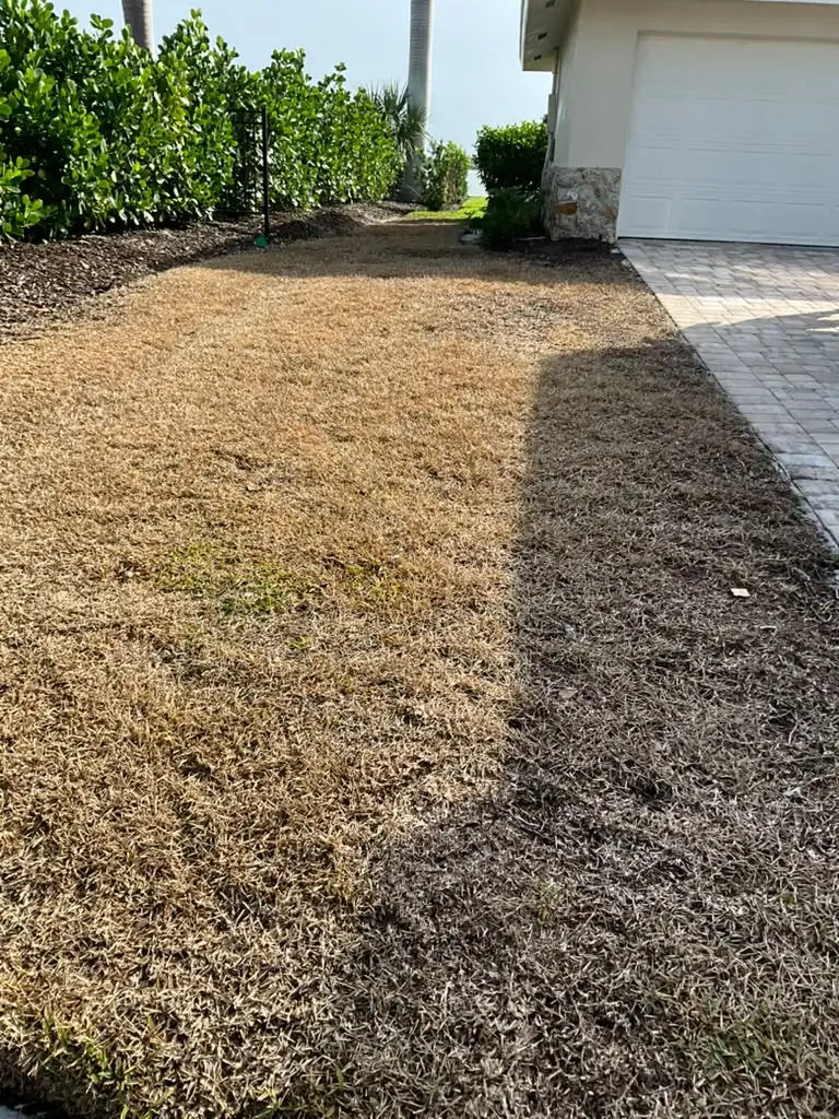 Hedge line and lawn edge along a driveway