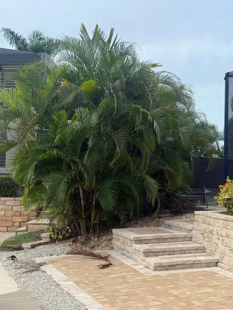 Palm garden with paver steps